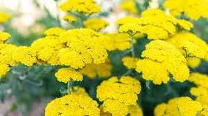 Yellow Plants Store -Yellow Plants Store 2