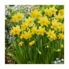 Narcissus 'Tête-à-tête'| Dwarf Daffodil | Pack of 5 Bulbs