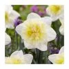 Narcissus 'Ice King' | Daffodil | Pack of 15 Bulbs