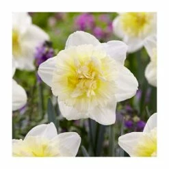 Narcissus 'Ice King' | Daffodil | Pack of 15 Bulbs