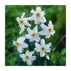 Narcissus 'Pheasant's Eye' | Daffodil | Pack of 5 Bulbs