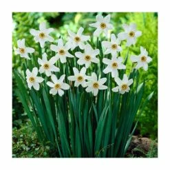 Yellow Plants Store -Yellow Plants Store BU0822 rollover image bec8