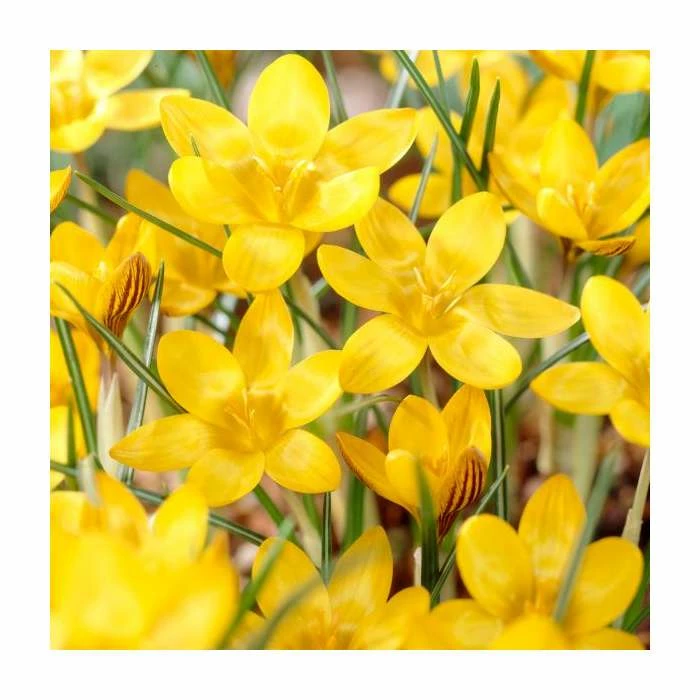 Bulb Garden Mix XXL Collection | Pack of 125 Bulbs 3 Bulb Garden Mix XXL Collection | Pack of 125 Bulbs - Image 3