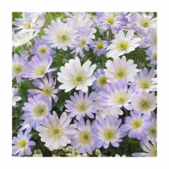 Bulb Garden Mix XXL Collection | Pack of 125 Bulbs 8 Bulb Garden Mix XXL Collection | Pack of 125 Bulbs -Yellow Plants Store BU0837 add image 3 0415