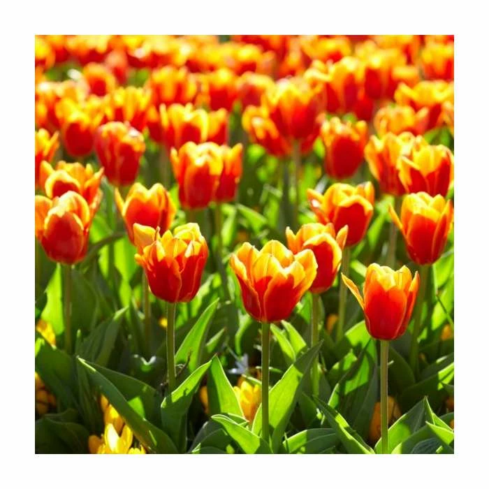 Happy Bee Collection | Pack of 80 Bulbs 2 Happy Bee Collection | Pack of 80 Bulbs - Image 2