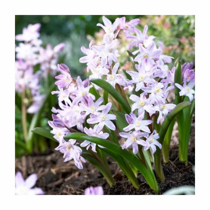 Happy Bee Collection | Pack of 80 Bulbs 3 Happy Bee Collection | Pack of 80 Bulbs - Image 3