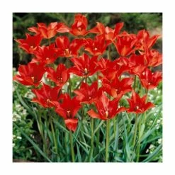 Happy Bee Collection | Pack of 80 Bulbs 7 Happy Bee Collection | Pack of 80 Bulbs -Yellow Plants Store BU0840 add image 3 a2f8