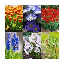 Happy Bee Collection | Pack of 80 Bulbs