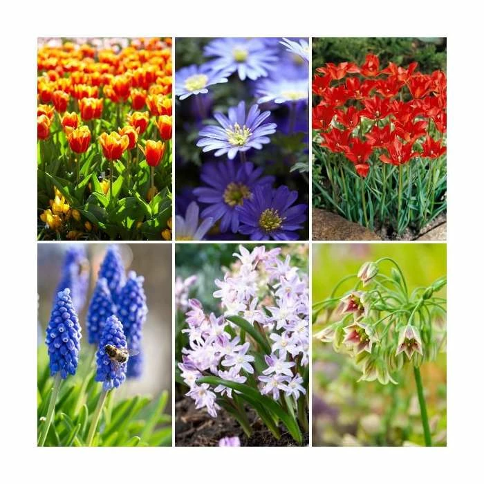 Happy Bee Collection | Pack of 80 Bulbs 1 Happy Bee Collection | Pack of 80 Bulbs