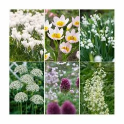 Pink Friends Collection | Pack of 50 Bulbs