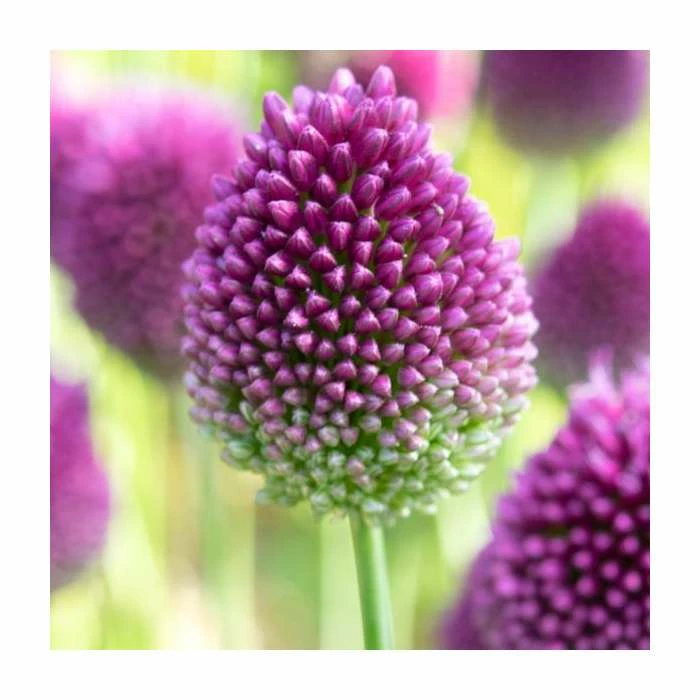 Violet Friends Collection | Pack of 50 Bulbs 3 Violet Friends Collection | Pack of 50 Bulbs - Image 3