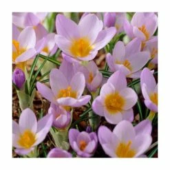 Violet Friends Collection | Pack of 50 Bulbs 9 Violet Friends Collection | Pack of 50 Bulbs -Yellow Plants Store BU0843 add image 3 f4eb