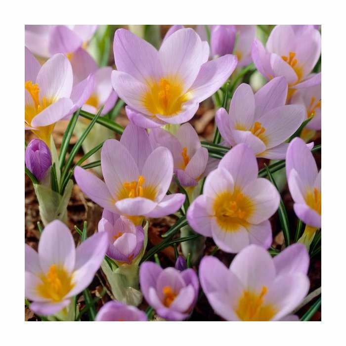 Violet Friends Collection | Pack of 50 Bulbs 4 Violet Friends Collection | Pack of 50 Bulbs - Image 4