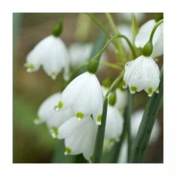 Violet Friends Collection | Pack of 50 Bulbs 10 Violet Friends Collection | Pack of 50 Bulbs -Yellow Plants Store BU0843 add image 4 66a7