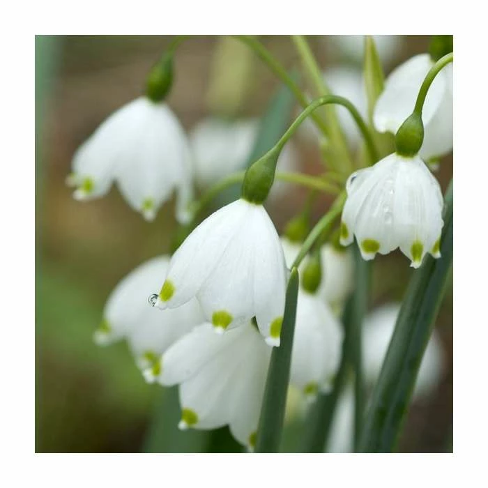 Violet Friends Collection | Pack of 50 Bulbs 5 Violet Friends Collection | Pack of 50 Bulbs - Image 5