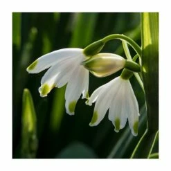 Violet Friends Collection | Pack of 50 Bulbs 11 Violet Friends Collection | Pack of 50 Bulbs -Yellow Plants Store BU0843 add image 5 87ef