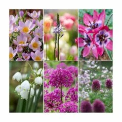 Violet Friends Collection | Pack of 50 Bulbs