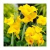Canna 'Richard Wallace' Bulb | Top Size