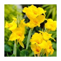 Canna 'Richard Wallace' Bulb | Top Size