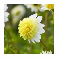 Dahlia 'Freya's Paso Doble' Bulb | Top Size