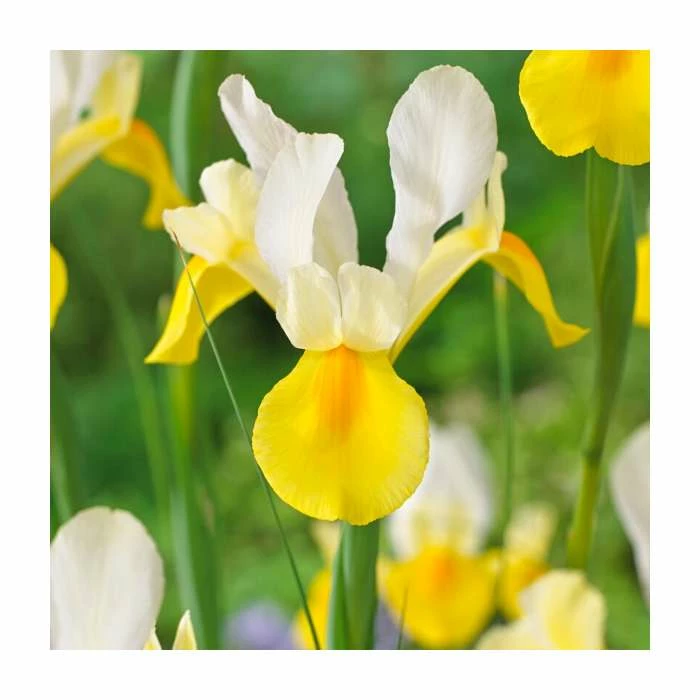 20 Iris hollandica 'Symphony' Bulbs | Top Size | Dutch Iris 1 20 Iris hollandica 'Symphony' Bulbs | Top Size | Dutch Iris