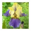 Iris 'Edith Wolford' Bulb | Top Size