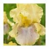 Iris 'Sarah Tiffney' Bulb | Top Size