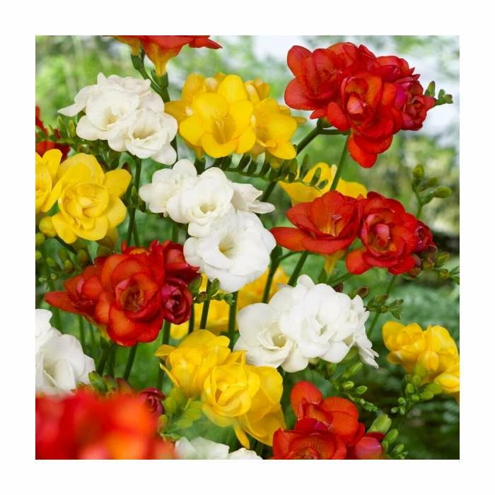 10 Freesia Double Mix Bulb | Top Size 1 10 Freesia Double Mix Bulb | Top Size