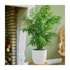 Parlour Palm | Chamaedorea Elegans