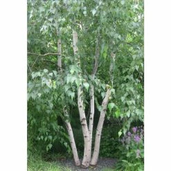 Betula utilis var jacquemontii | Himalayan Birch Tree -Yellow Plants Store P20008 add image 2 dcb8