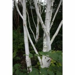 Betula utilis var jacquemontii | Himalayan Birch Tree -Yellow Plants Store P20008 add image 3 480d