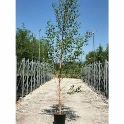 Betula utilis var jacquemontii | Himalayan Birch Tree -Yellow Plants Store P20008 add image 4 db9e