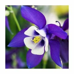 Early Spring Perennials Collection | 4 x 10.5cm Pots -Yellow Plants Store P5000COL12 add image 2 5b0c