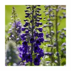 Cottage Garden Perennial Collection | 4 x 10.5cm Pots 8 Cottage Garden Perennial Collection | 4 x 10.5cm Pots -Yellow Plants Store P5000COL14 add image 3 6420