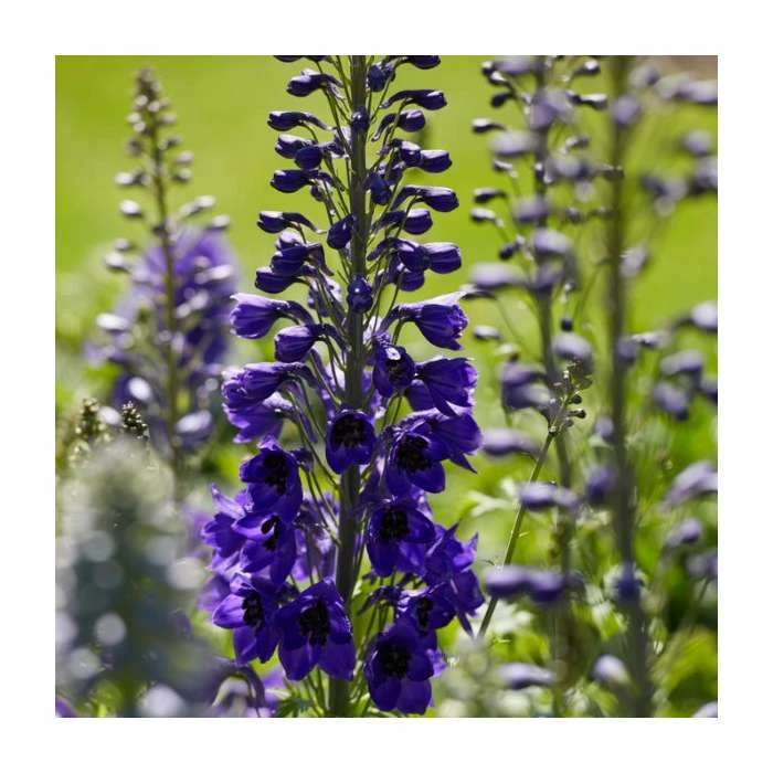 Cottage Garden Perennial Collection | 4 x 10.5cm Pots 4 Cottage Garden Perennial Collection | 4 x 10.5cm Pots - Image 4