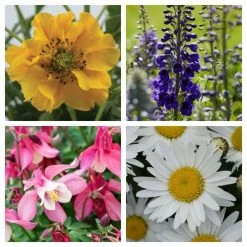 Cottage Garden Perennial Collection | 4 x 10.5cm Pots