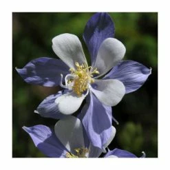 Jewel Garden Perennial Collection | 12 x 10.5cm Pots -Yellow Plants Store P5000COL16 add image 2 7c4b