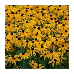 Loved by Pollinators Perennial Collection | 4 x 10.5cm Pots -Yellow Plants Store P5000COL17 add image 2 eec0