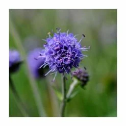 Loved by Pollinators Perennial Collection | 4 x 10.5cm Pots -Yellow Plants Store P5000COL17 add image 3 5e1a