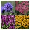 Loved by Pollinators Perennial Collection | 4 x 10.5cm Pots