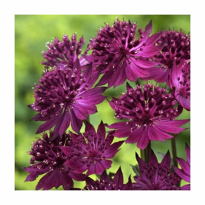 Unique Perennial Collection | 4 x 1L Pots 2 Unique Perennial Collection | 4 x 1L Pots - Image 2