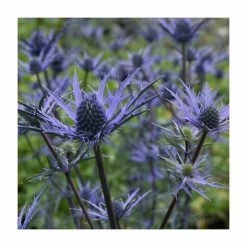 Unique Perennial Collection | 4 x 1L Pots 7 Unique Perennial Collection | 4 x 1L Pots -Yellow Plants Store P5000COL19 add image 2 0c99