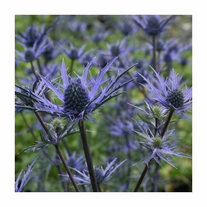 Unique Perennial Collection | 4 x 1L Pots 3 Unique Perennial Collection | 4 x 1L Pots - Image 3