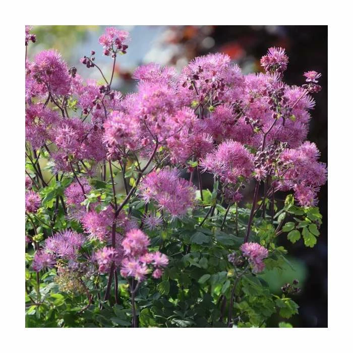 Unique Perennial Collection | 4 x 1L Pots 4 Unique Perennial Collection | 4 x 1L Pots - Image 4