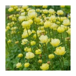 Unique Perennial Collection | 4 x 1L Pots 9 Unique Perennial Collection | 4 x 1L Pots -Yellow Plants Store P5000COL19 add image 4 924f