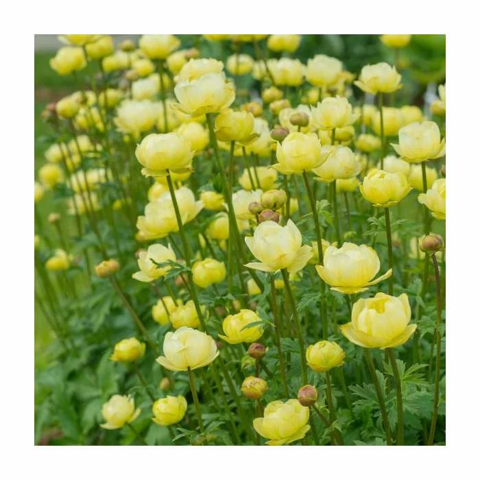 Unique Perennial Collection | 4 x 1L Pots 5 Unique Perennial Collection | 4 x 1L Pots - Image 5