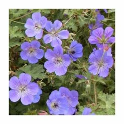 Loved by Pollinators Perennial Collection | 4 x 1L Pots -Yellow Plants Store P5000COL20 add image 2 97f7