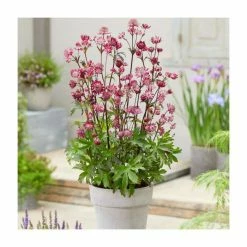 Loved by Pollinators Perennial Collection | 4 x 1L Pots -Yellow Plants Store P5000COL20 add image 4 fc0b