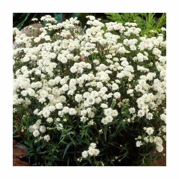 Achillea Collection | 4 x 10.5cm Pots 2 Achillea Collection | 4 x 10.5cm Pots - Image 2