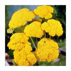 Achillea Collection | 4 x 10.5cm Pots 7 Achillea Collection | 4 x 10.5cm Pots -Yellow Plants Store P5000COL8 add image 2 d49d